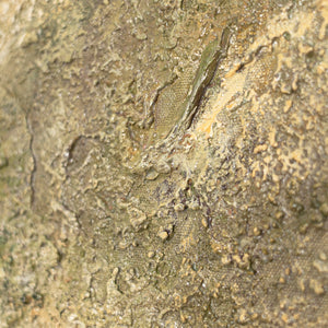 Handgemalte Acrylmalerei „Baum der Kontemplation“ – Wandkunst mit Baum Motiv